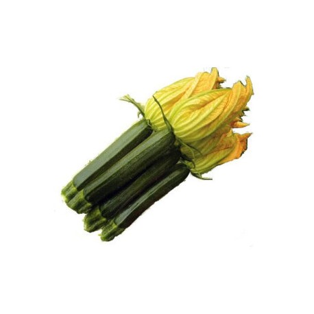 ZUCCHINO RENATA F1