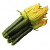 ZUCCHINO RENATA F1