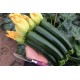 ZUCCHINO MELODIA F1