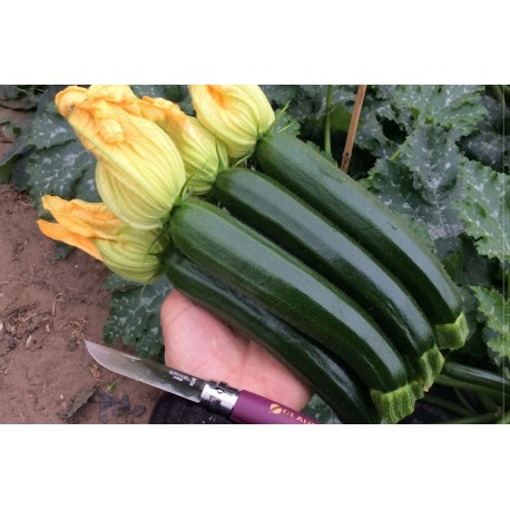 ZUCCHINO MELODIA F1