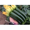 ZUCCHINO MELODIA F1