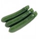 ZUCCHINO SINATRA F1