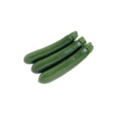 ZUCCHINO SINATRA F1