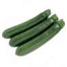 ZUCCHINO SINATRA F1
