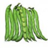 FAVA HISTAL