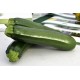 ZUCCHINO ATLANTIS