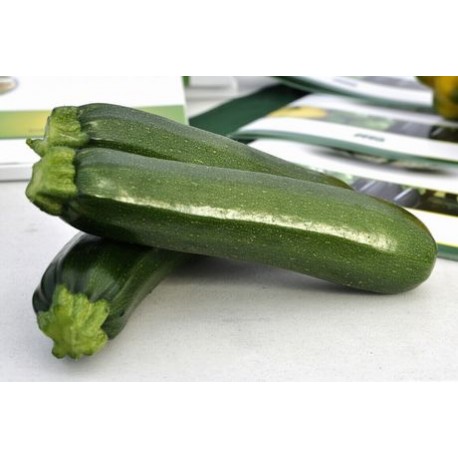 ZUCCHINO ATLANTIS