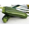 ZUCCHINO ATLANTIS