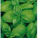 BASILICO SUPERBO