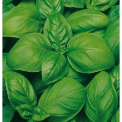 BASILICO SUPERBO