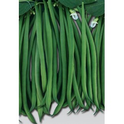 Grenada