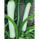Zucchino Bianco di Sicilia