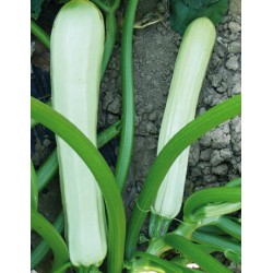 Zucchino Bianco di Sicilia
