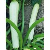 Zucchino Bianco di Sicilia