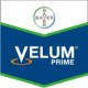 Velum Prime