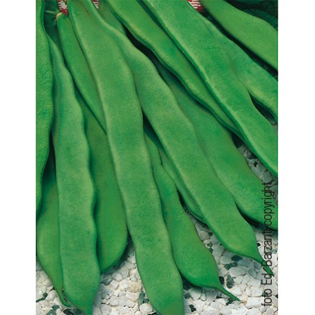 Fagiolo OR Marconano