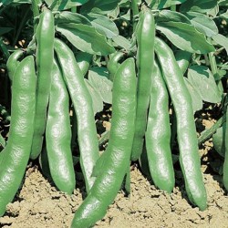 Fava Superaguadulce