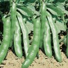 Fava Superaguadulce