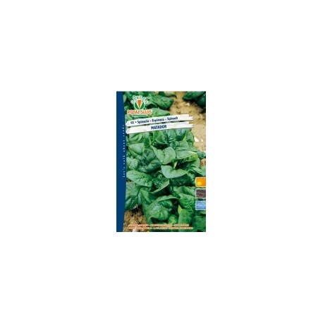 SPINACIO MATADOR