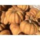 ZUCCA MOSCATA DI PROVENZA
