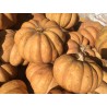 ZUCCA MOSCATA DI PROVENZA