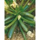 ZUCCHINO DIAMANT F1