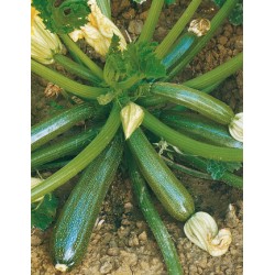 ZUCCHINO DIAMANT F1