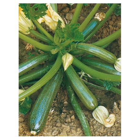 ZUCCHINO DIAMANT F1