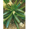 ZUCCHINO DIAMANT F1