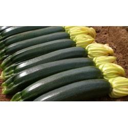 ZUCCHINO SIBILLA F1